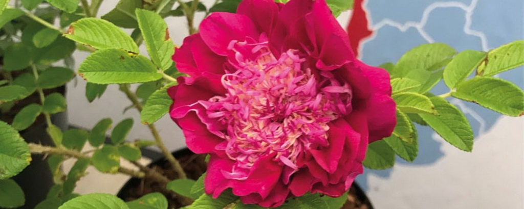 Роза гибрид ругозы `Pompon Perfume`